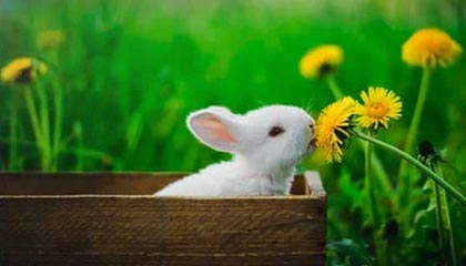 星空体育娱乐-黑山队大胜，晋级欧洲杯不可限量，黑山联赛水平